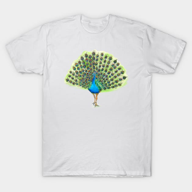 Peacock Fan T-Shirt by sketchcadet